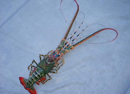 Hand Made Bamboo Model Big Lobster for Wall Decoration 31" Already Build with Couple Simple Easy Assembly Require