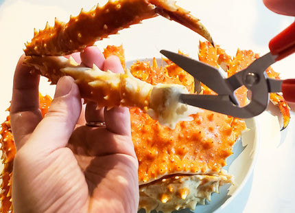 CANARY Crab Scissors Heavy Duty 6.7", Made in JAPAN, Seafood Scissors for Cutting Crab Legs, Lobster, Shell, Sharp Serrated Japanese Stainless Steel Blade, Red
