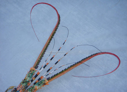 Hand Made Bamboo Model Big Lobster for Wall Decoration 31" Already Build with Couple Simple Easy Assembly Require