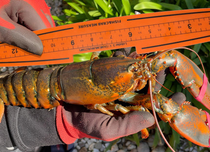AirFly 32 in Folding Fish Ruler Measuring Board, Crab & Lobster Gauge
