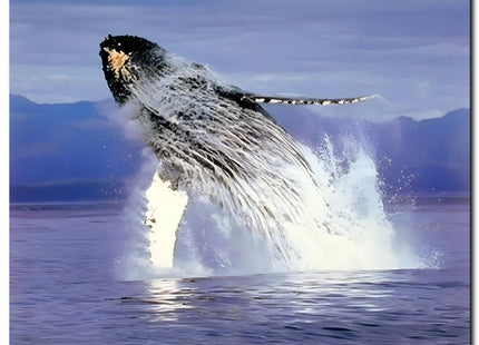 Humpback Sea Whale Ocean Animal Wall Decor Art Print Poster (16x20)