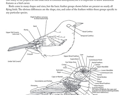 Complete Guide to Bird Carving: 15 Beautiful Beginner-to-Advanced Projects (Fox Chapel Publishing) Woodcarving a Hummingbird, Chickadee, Owl, Woodpecker, Goldfinch, and More, Step-by-Step
