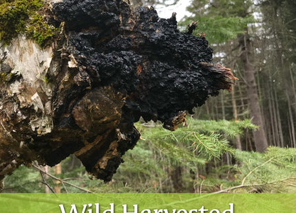 Maine Chaga & Wild Blueberry Tea Powder- Herbal Superfood Blend | 100% Wild-Harvested USA & Canadian Grown Chaga | 1.5oz | Caffeine-Free, Antioxidant-Rich | 200+ Servings | 100% Natural, No Additives