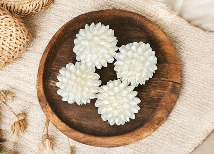 Tumbler Home Real Seashell Decorative Balls for Beach House Decor