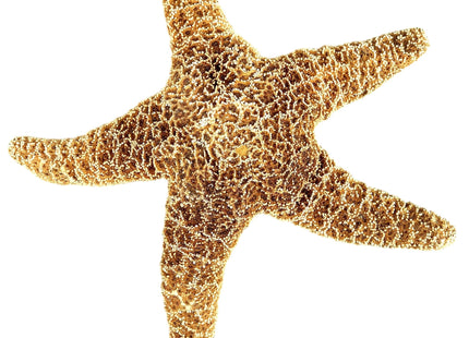 Heyiwell 1PC Larage Sugar Starfish,Brown Sugar Starfish for Beach Arts and Crafts Home Decor 9"~10" Inch