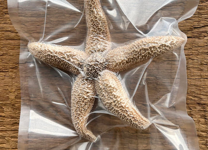 Real Dried Northern Starfish (Asterias vulgaris) – Authentic Large Maine Sea Star – 7–12” – Unique One-of-a-Kind Specimens for Coastal Decor, Nautical Crafts & Weddings