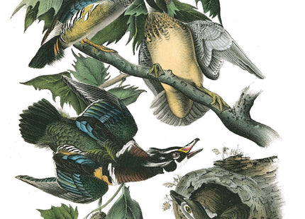 Thoreau's Notes on Birds of New England