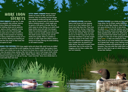 Secrets of the Loon