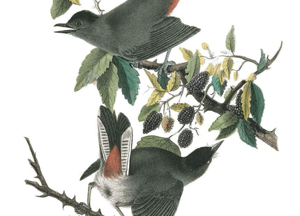 Thoreau's Notes on Birds of New England