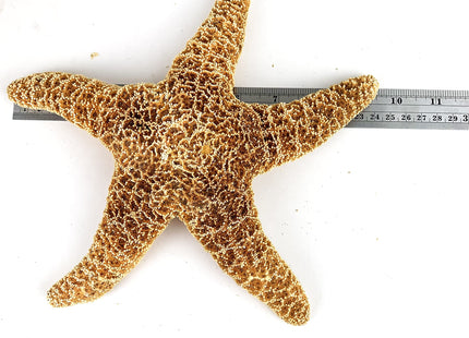 Heyiwell 1PC Larage Sugar Starfish,Brown Sugar Starfish for Beach Arts and Crafts Home Decor 9"~10" Inch