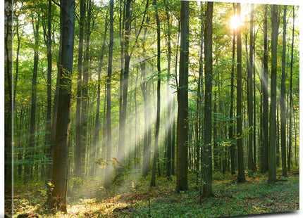 Morning Sunlight Forest Wall Art Nature Scenery Pictures Wall Decor Sunrise Woodland Painting for Living Room Rustic Green Grass Scenic Photography Prints Canvas Artwork Bedroom Home Decoration 32x48"