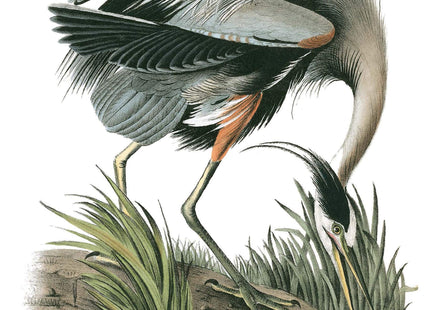 Thoreau's Notes on Birds of New England