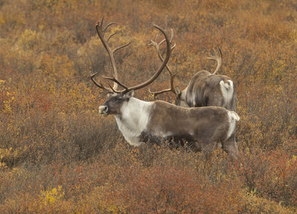 Moose Mania