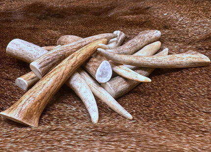 New WhiteTail Naturals - Deer Antler Crafting Tips, Points for Jewelry Making, Key Chains, Home Decor, Native Crafts & Pendants