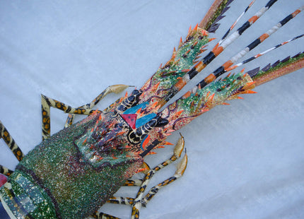 Hand Made Bamboo Model Big Lobster for Wall Decoration 31" Already Build with Couple Simple Easy Assembly Require