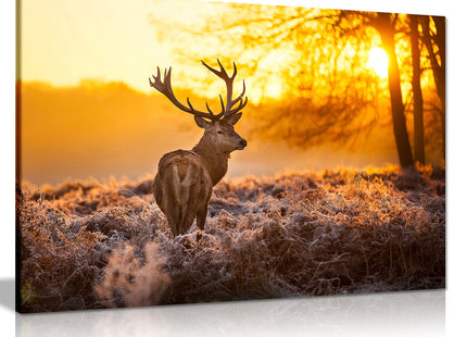 Red Deer In Morning Sun Canvas Wall Art Picture Print (30X20)