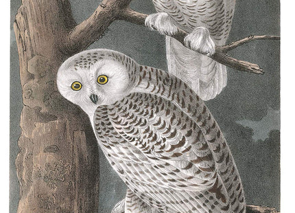 Thoreau's Notes on Birds of New England