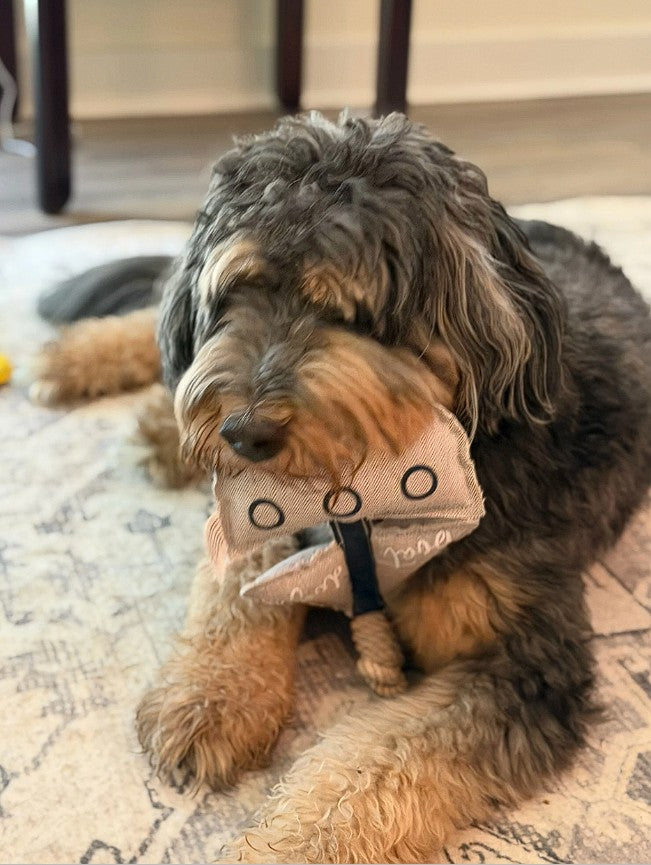 "Ollie" (Rochester N.H)