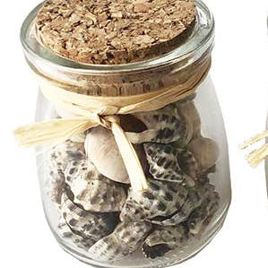 3" Mini Glass Jar of Shells – Assorted Coastal Decor