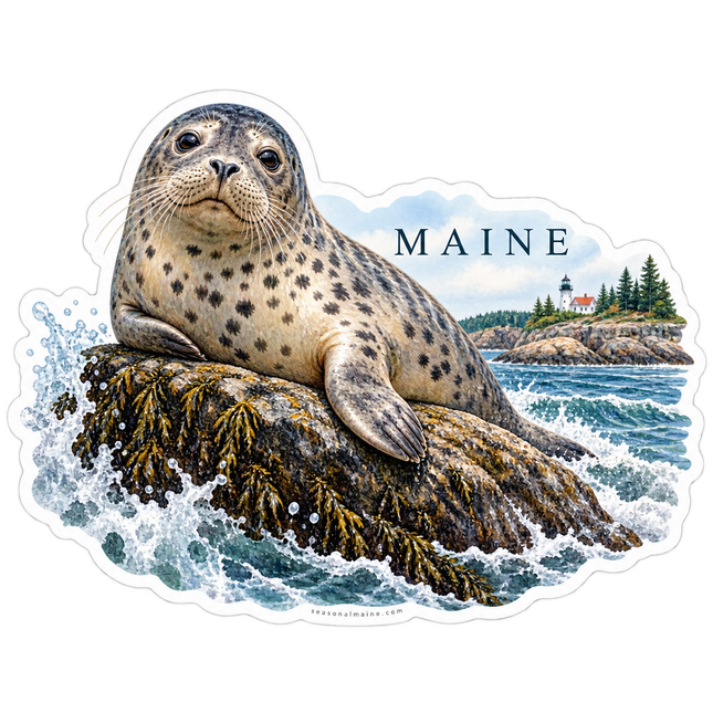 Maine Harbor Seal sticker artwork. A spotted seal rests on a seaweed-covered rock amid splashing surf, with MAINE lettering and a small lighthouse along the distant shore.