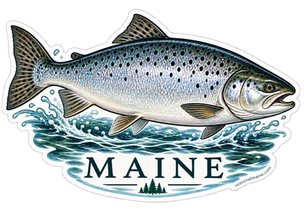 Maine Silver Fish sticker artwork. A silver fish with dark spots is shown above splashing blue-green water and a cream Maine label with small pine silhouettes.